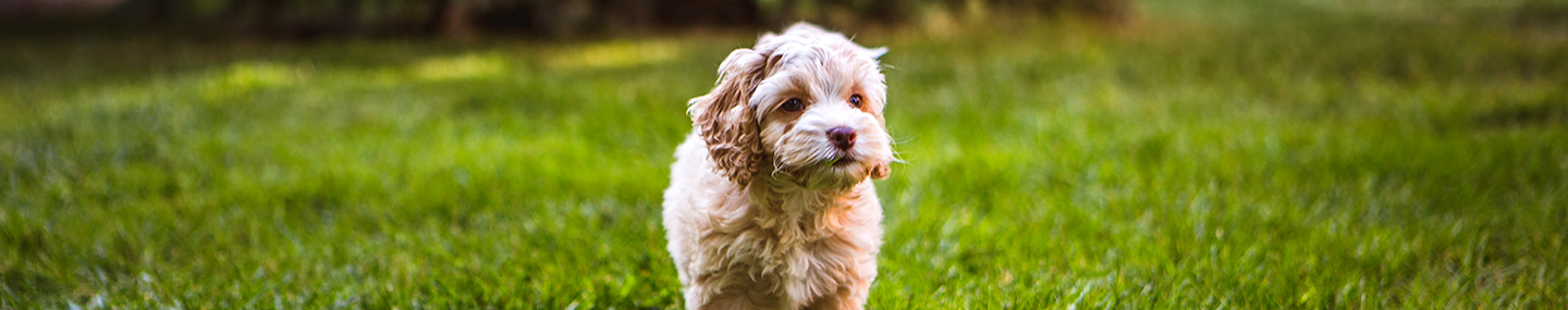 AT THE KING’S TABLE