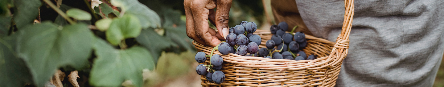 A TRUE DISCIPLE OF JESUS