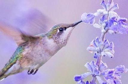 BIRDS OF THE AIR