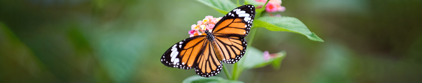 CATCHING CONTENTMENT