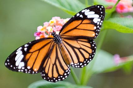 CATCHING CONTENTMENT