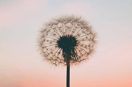 CHOOSING COMPASSION