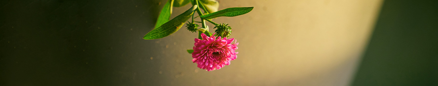 FAITHFUL BUT NOT FORGOTTEN