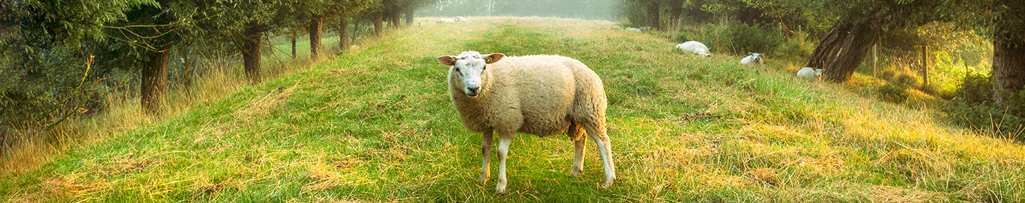 KNOWING THE SHEPHERD'S VOICE