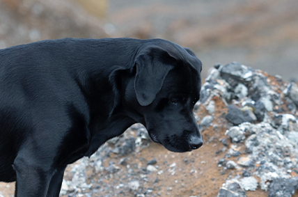 LABRADOR ANGEL
