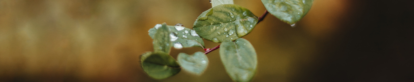 LOVE IS WORTH THE RISK