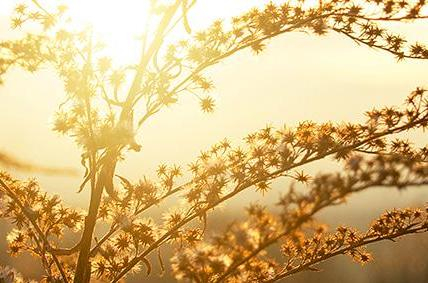 LIFE EVERLASTING