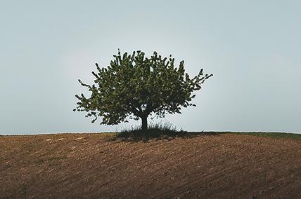 LONELY, BUT NOT FORGOTTEN