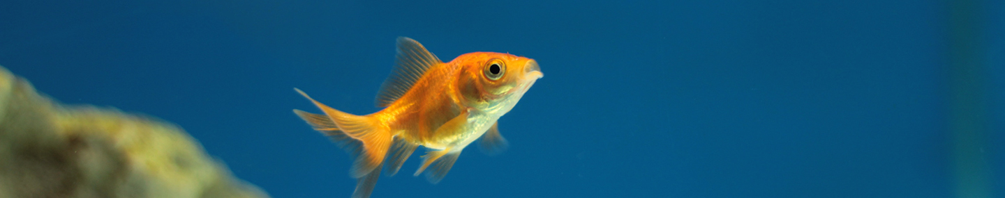 MONSTRO THE GOLDFISH