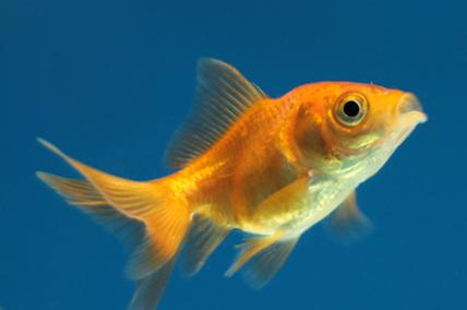 MONSTRO THE GOLDFISH