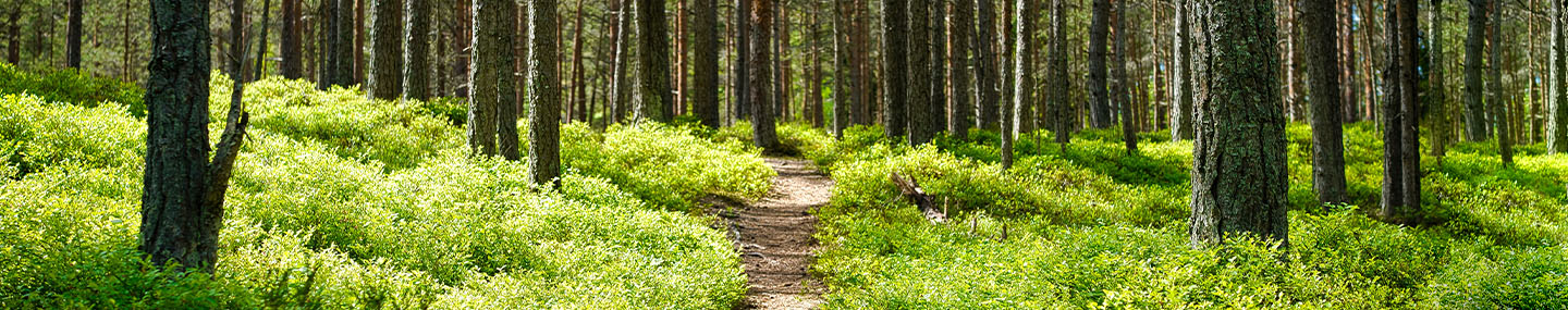 PRESSING ON IN JESUS