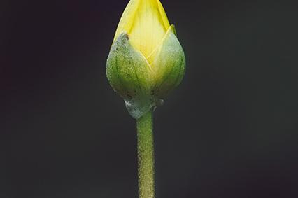 RISING TO DANCE