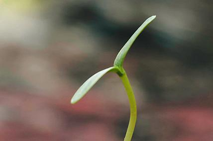 SEEDS OF TIME