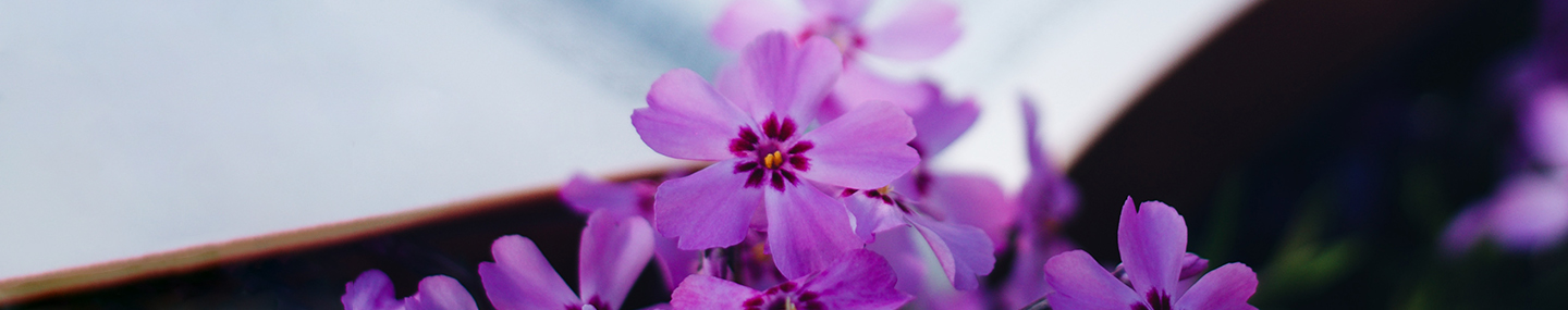 SURRENDERING TO JESUS