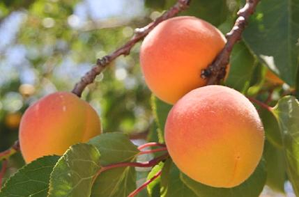 THE FRUIT SELLS THE TREE