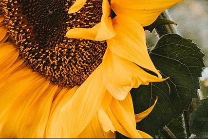 THE SUNFLOWER BATTLE