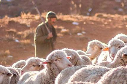 THE GOOD SHEPHERD