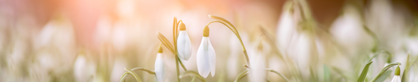 THE MIRACLE OF SALVATION