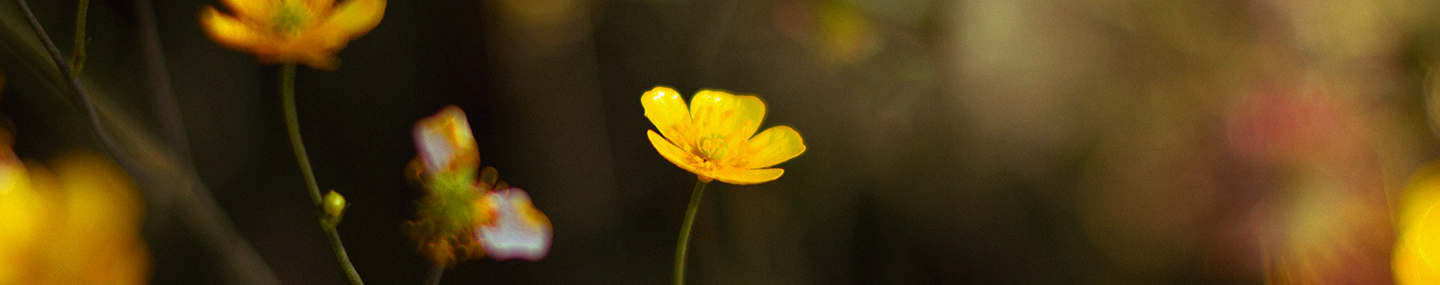 WITNESS IN THE WORKPLACE