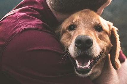 WAGGING TAILS AND TONGUES