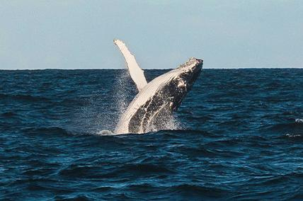 WHALE OF A STORY