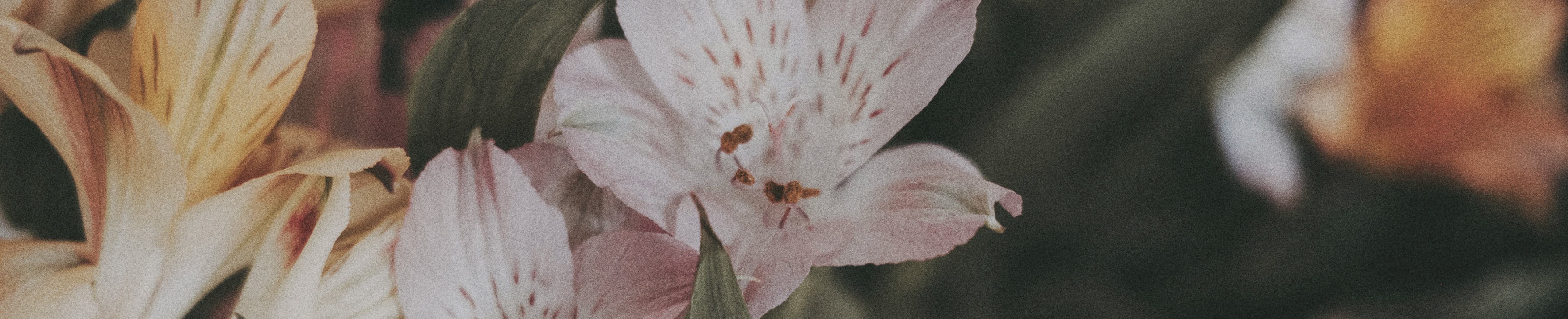BLOOMING DESERTS