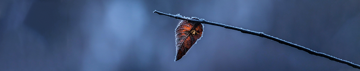 FORGIVENESS AND FORGETTING