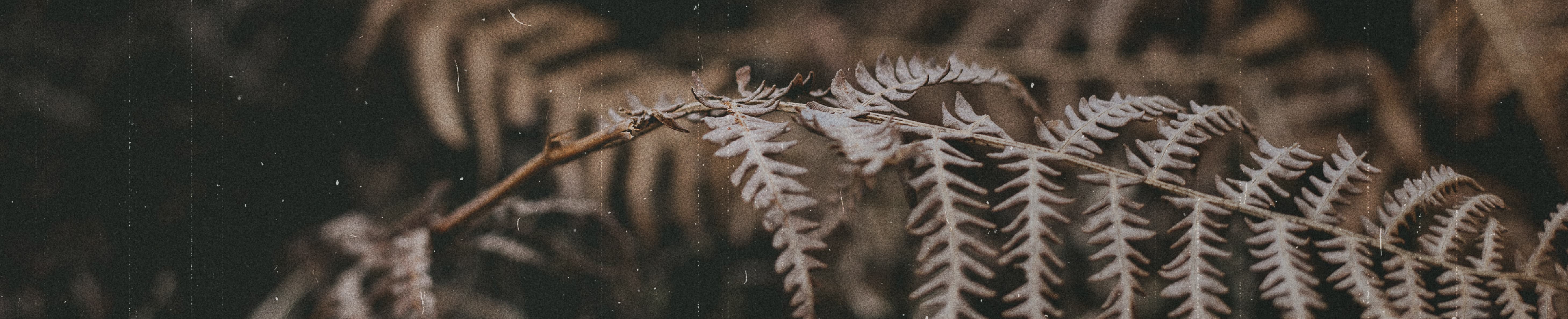 FULLY SURRENDERED TO CHRIST