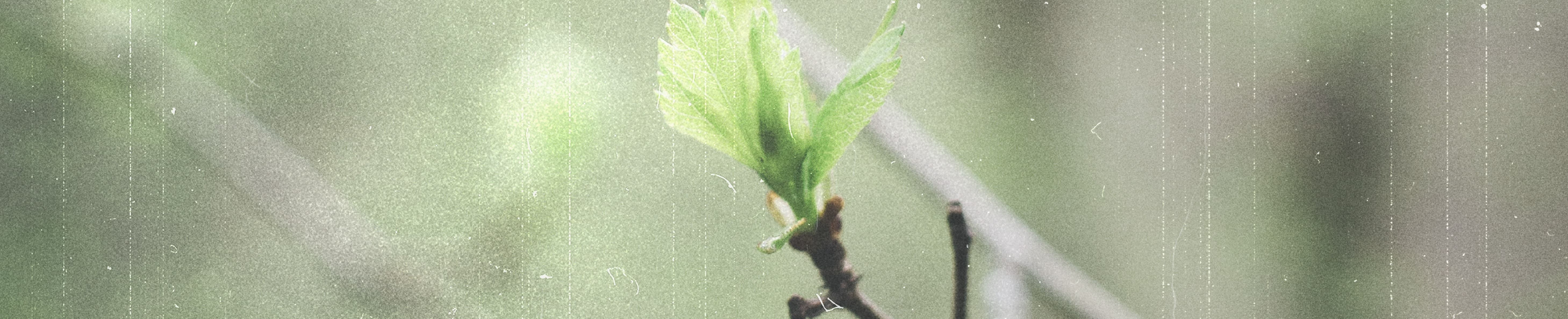 GOD'S AGENT OF PEACE