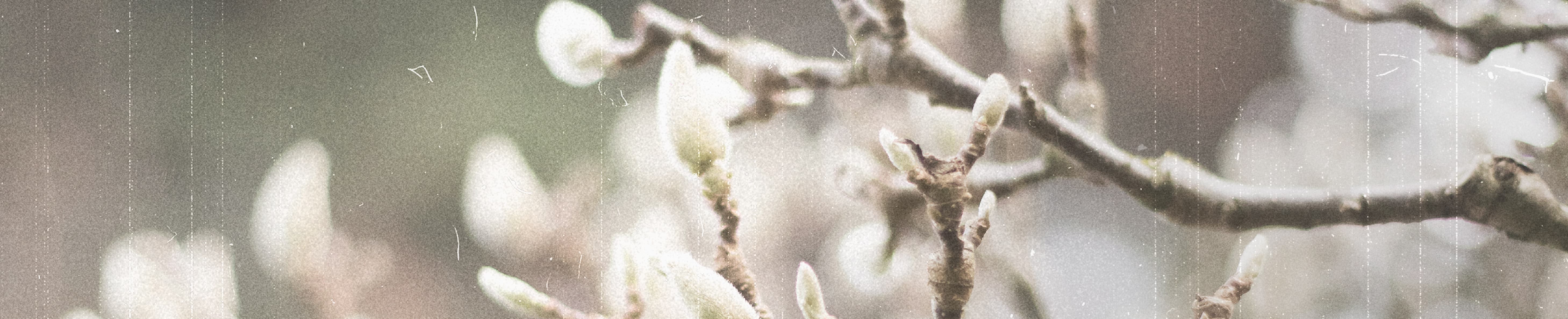 THE PASSION OF CHRIST