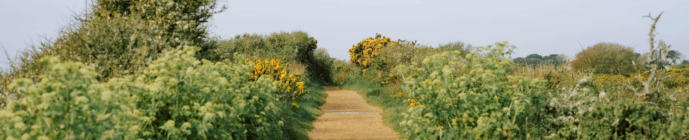 WALKING ANEW